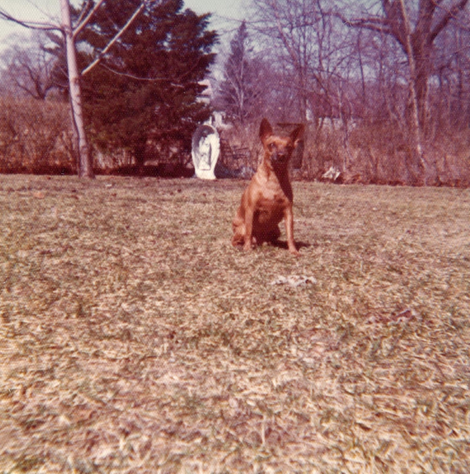 Kids (Dogs) peanuts in backyard