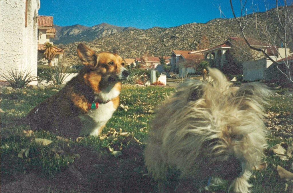 allie and mckye abq yard 3