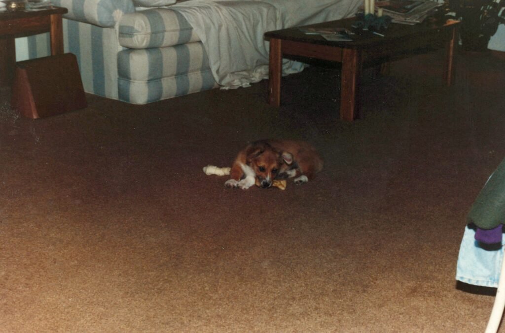 allie as puppy